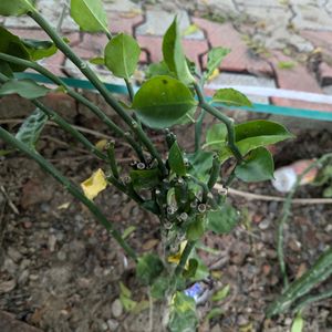 Pedianithus Plant Green