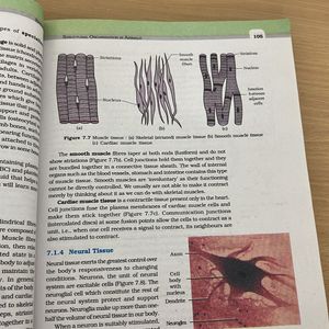 NCERT Class XI Biology textbook