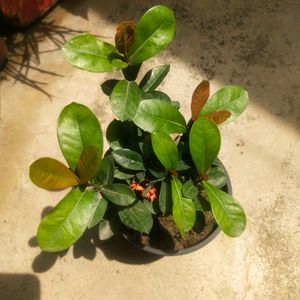 Beautiful Red Ixora Permanent Flowering Plant