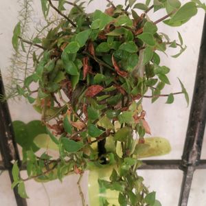 Beautiful 2 Variety Turtle Wine Hanging Plant