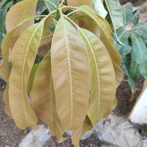 2 Mango Plant With Neem Plan