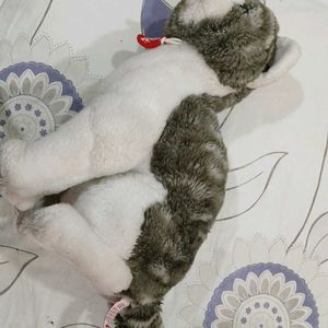 Cute Cat Soft Toys