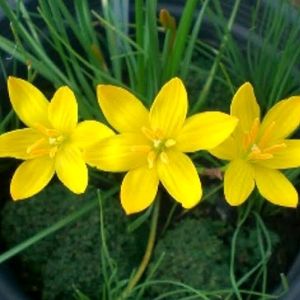 5 Colours Rain Lily Bulbs @ Low Price