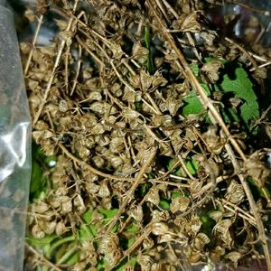 Rama Tulsi Seeds