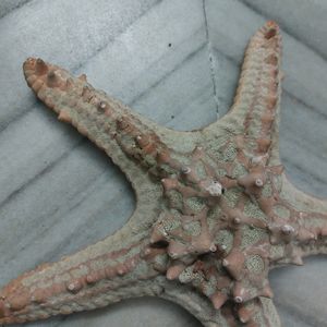 Dried Real Starfish From Kanyakumari.