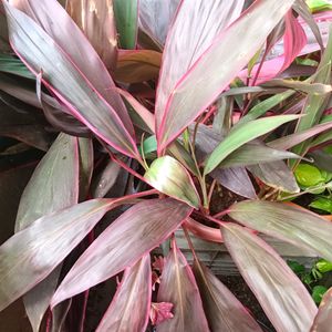 Cordyline Fruticosa Plant