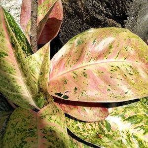 Combo Sale Plants