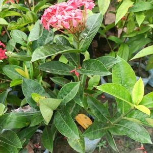 Beautifull Red Ixora ( Rangon ) Flower Plant