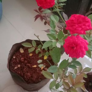 Button Rose Plant