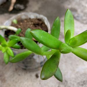 Green Succulent Without Pot Cutting