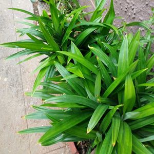 Biriyani Plant /Pandanus amaryllifolius With Roots