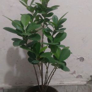 Green/Panda Ficus