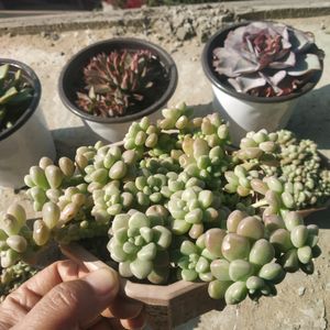 Mendoza Succulent