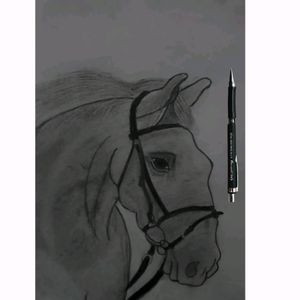 Sketch Of Horse 🐎