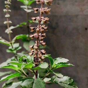 Rama Tulsi Plant, Holy Basil, Ocimum sanctum