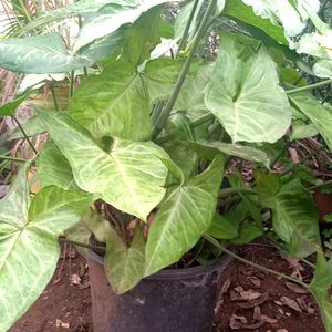 Arrowhead vine plant Whole Plant Will Be Send