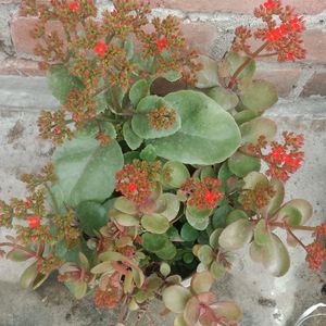 Kalanchoe Plant(3piece)