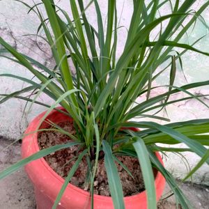 Lemongrass Live Plant