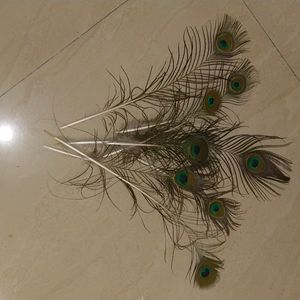 Wall Decorating With Peacock Feather