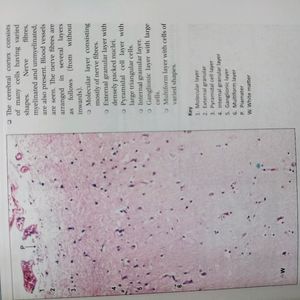 Inderbir Singh's Human Histology Guide