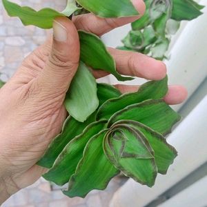 Basket Plant Cuttings - 2