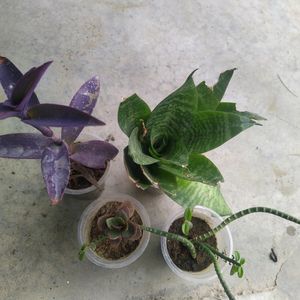 Combo Of 4 Plant