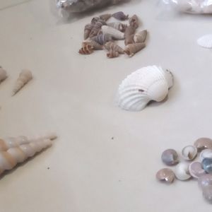 Sea Shells And Accessories