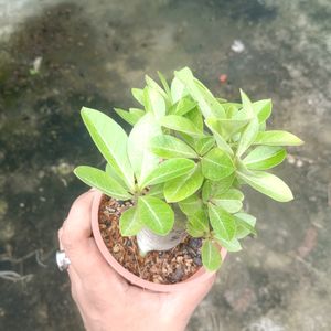 Adenium Arabicum (Godji SMS)