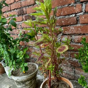 Amaranthus Plant