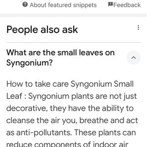 Syngonium PIXIE Plant