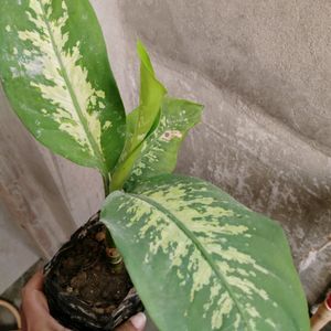 Ficus Plant With Pot & 5 Plan