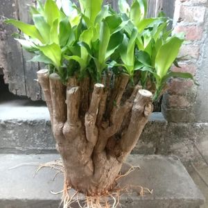 Brazalian Lucky Wood Plant