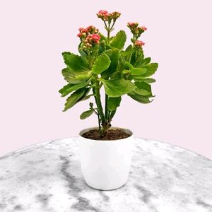 Kalanchoe