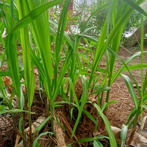 Sweet Sugarcane Plants