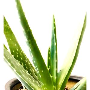 Real Aloevera Plants