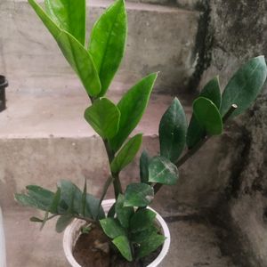 Big Size Healthy Zzzz Plant With Root