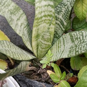 Air Purifier/Snake Plant