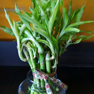 Lucky Bamboo with Glass Pot