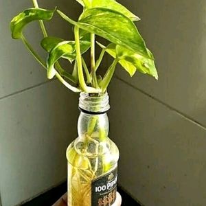 Money Plant Cuttings Only . Bottle/Pot Without