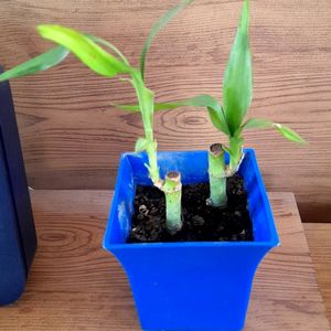 Bamboo Saplings In Pot