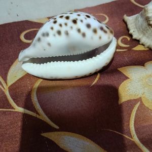 Shell For Decoration