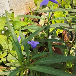 Purple 💜 Ruellia Tuberosa Plant Saplings