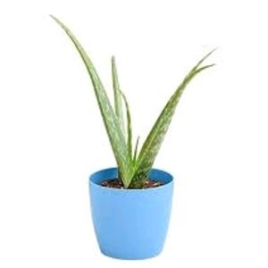 Aelovera Plant With Pot