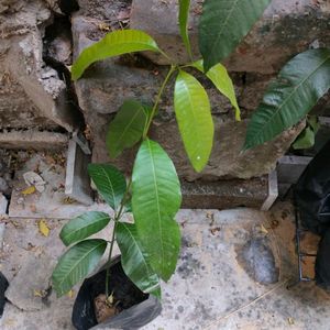 Live Mango Plant