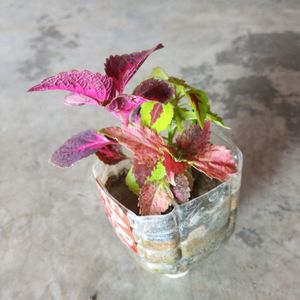 3 Shades Coleus Plant