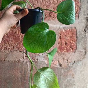 3 Variteys Of Money Plant Without Pot