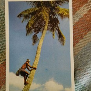 15 Goa Post Cards