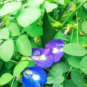 Blue🔷 Aparajita Flower Seeds