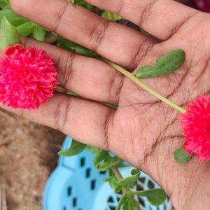 Cinderella Cutting 3 Variety