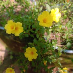 Moss-rose purslane Plant